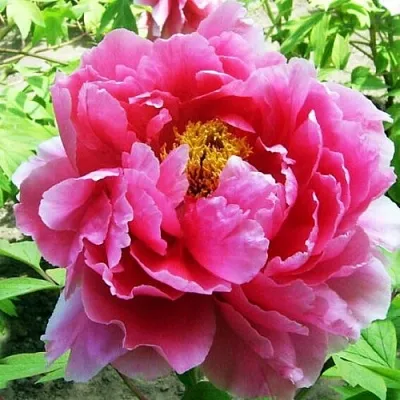 Пион ВОСХОД СОЛНЦА древовидный  Пион ВОСХОД СОЛНЦА древовидный в Кургане