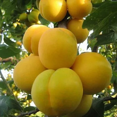 Слива ЛОДВА  Слива ЛОДВА в Кургане