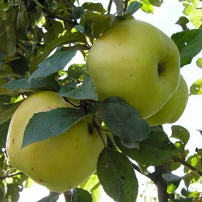 Яблоня Антоновка Обыкновенная в Кургане