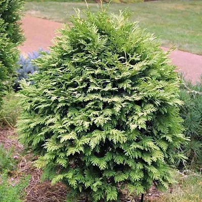 Туя ВАРЕАНА ЛЮТЕСЦЕНС западная  Туя ВАРЕАНА ЛЮТЕСЦЕНС западная в Кургане