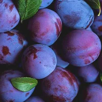 Слива  Слива в Кургане