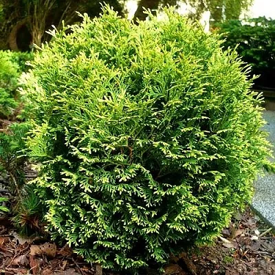 Туя ВОТЕРФИЛД западная  Туя ВОТЕРФИЛД западная в Кургане