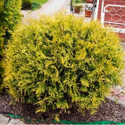 Туя КОЛЛЕРС ГОЛД складчатая  Туя КОЛЛЕРС ГОЛД складчатая в Кургане