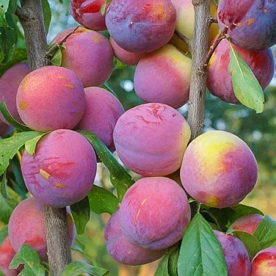 Слива КОЛОННОВИДНАЯ в Кургане