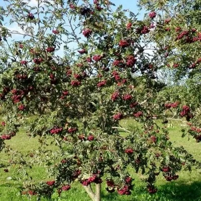 Рябина БУРКА сладкоплодная — описание сорта Рябина БУРКА сладкоплодная в Кургане
