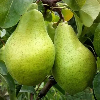 Груша НОЯБРЬСКАЯ ЗИМНЯЯ — описание сорта Груша НОЯБРЬСКАЯ ЗИМНЯЯ в Кургане