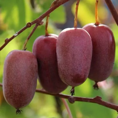 Актинидия ПУРПУРНО САДОВАЯ  аргута в Кургане