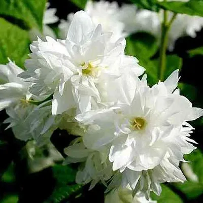 Жасмин ДАМ БЛАНШ  Жасмин ДАМ БЛАНШ в Кургане