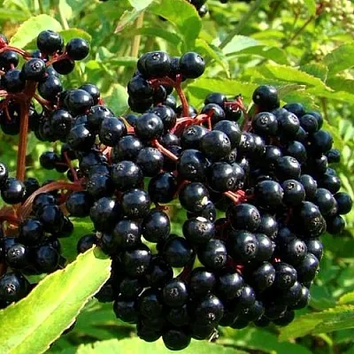 Бузина  Бузина в Кургане