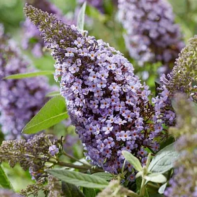 Буддлея давида БАТТЕРФЛЯЙ КАНДИ ЛИЛА СВИТХАРТ  Буддлея давида БАТТЕРФЛЯЙ КАНДИ ЛИЛА СВИТХАРТ в Кургане