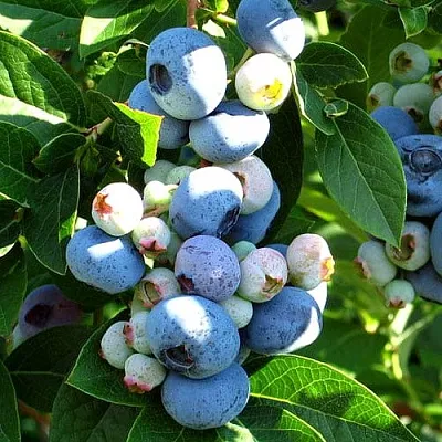 Голубика ВЕЙМУТ в Кургане