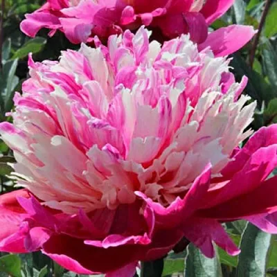 Пион ДЕЙДРИМ травянистый  Пион ДЕЙДРИМ травянистый в Кургане