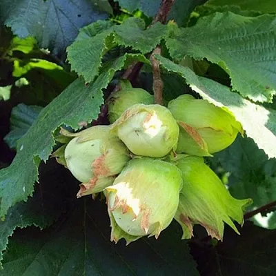 Фундук ТАМБОВСКИЙ РАННИЙ в Кургане