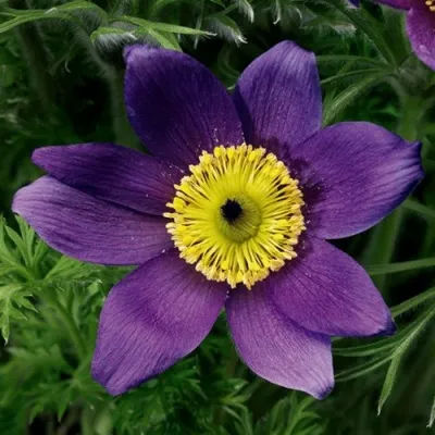 Прострел ПИНВИЛ БЛЮ ШЕЙДЕС в Кургане