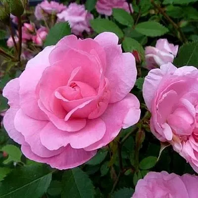 Саженцы роз ДЖОН ДЭВИС плетистая  Саженцы роз ДЖОН ДЭВИС плетистая в Кургане