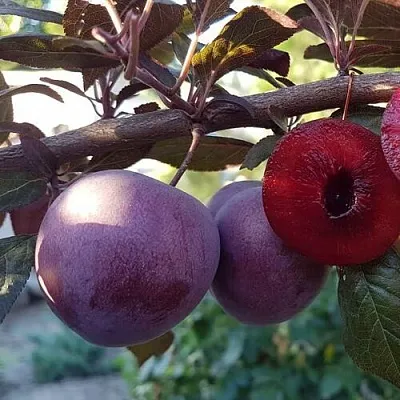 Слива ПАННА   Слива ПАННА  в Кургане