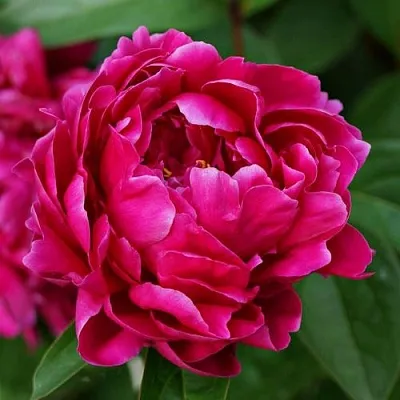 Пион ЛУИ ВАН-ГУТТ травянистый  Пион ЛУИ ВАН-ГУТТ травянистый в Кургане