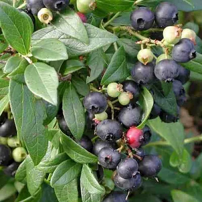 Голубика ПУТТЕ  Голубика ПУТТЕ в Кургане