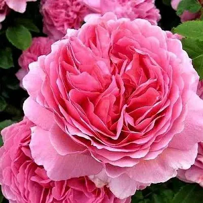 Саженцы роз ПРИНЦЕССА АЛЕКСАНДРА ОФ КЕНТ английская  Саженцы роз ПРИНЦЕССА АЛЕКСАНДРА ОФ КЕНТ английская в Кургане