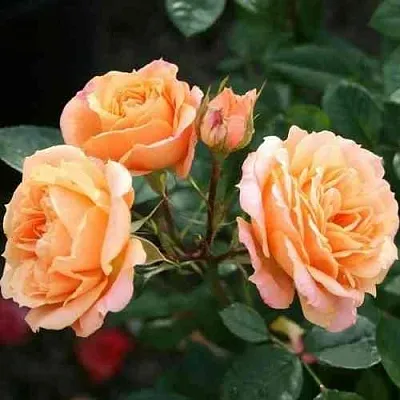 Саженцы роз КЛЕМЕНТИНА миниатюрная  Саженцы роз КЛЕМЕНТИНА миниатюрная в Кургане