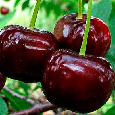 Дюк (черевишня)  Дюк (черевишня) в Кургане