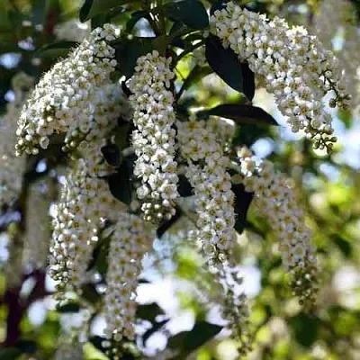 Черемуха виргинская ШУБЕРТ  Черемуха виргинская ШУБЕРТ в Кургане