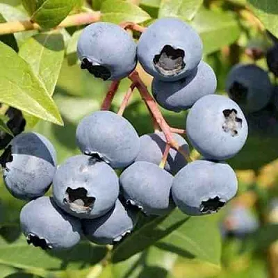 Голубика КРОЭТЭН  Голубика КРОЭТЭН в Кургане