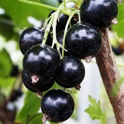 Смородина чёрная ДЕЛИКАТЕСНАЯ в Кургане