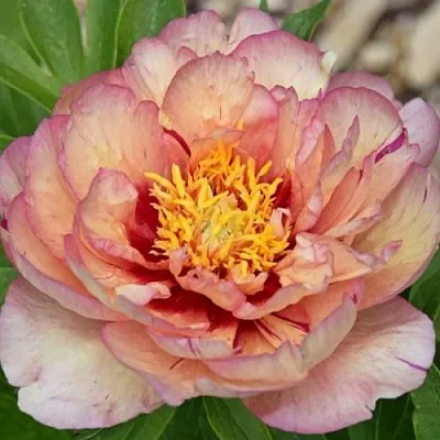 Пион КЭЛЛИС МЕМОРИ ито-гибрид  Пион КЭЛЛИС МЕМОРИ ито-гибрид в Кургане