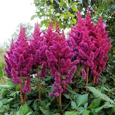 Астильба ВИЖНС китайская в Кургане