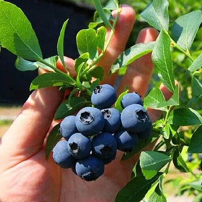 Голубика НОРТ КАНТРИ  Голубика НОРТ КАНТРИ в Кургане