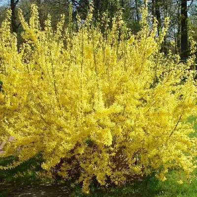 Форзиция ФОРЧУНА  Форзиция ФОРЧУНА в Кургане