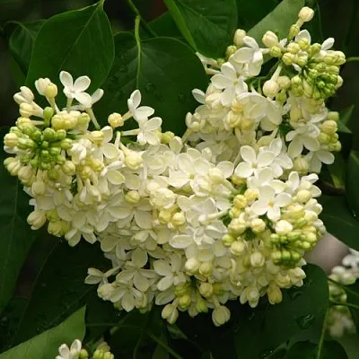 Сирень ПРИМРОУЗ  Сирень ПРИМРОУЗ в Кургане