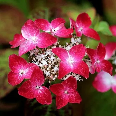 Гортензия КУРЕНАИ пильчатая в Кургане