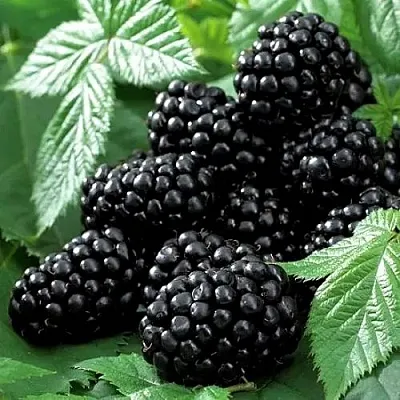 Ежевика БЛЭК БЬЮТИ  Ежевика БЛЭК БЬЮТИ в Кургане