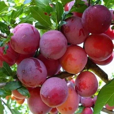 Слива НЕКТАРИННАЯ АРОМАТНАЯ  Слива НЕКТАРИННАЯ АРОМАТНАЯ в Кургане