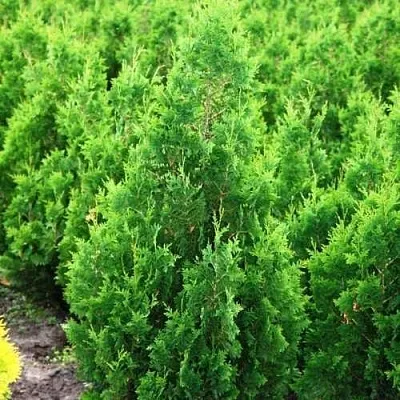 Туя СПИРАЛИС западная  Туя СПИРАЛИС западная в Кургане