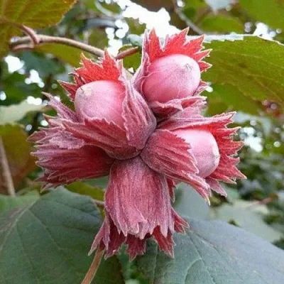 Фундук СКАРЛЕТТ в Кургане