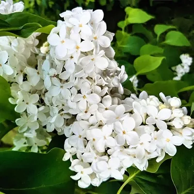 Сирень МАЛЕНЬКИЙ ПРИНЦ  Сирень МАЛЕНЬКИЙ ПРИНЦ в Кургане