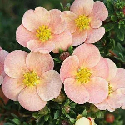 Лапчатка ДЕЙДАУН кустарниковая   Лапчатка ДЕЙДАУН кустарниковая  в Кургане