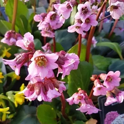 Бадан БЭБИ ДОЛЛ в Кургане