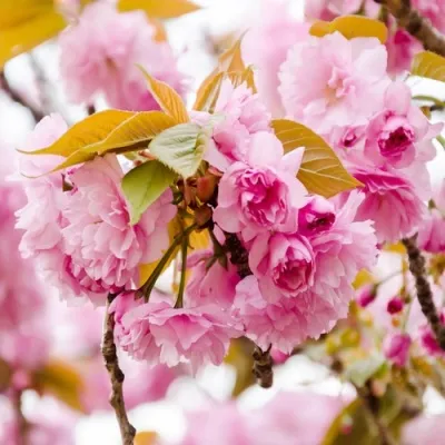 Сакура КАНЗАН — описание сорта Сакура КАНЗАН в Кургане