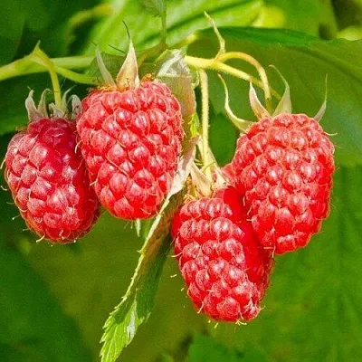 Малина ИЗОБИЛЬНАЯ  Малина ИЗОБИЛЬНАЯ в Кургане