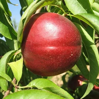 Нектарин ФАНТАЗИЯ  Нектарин ФАНТАЗИЯ в Кургане