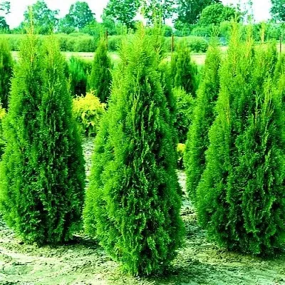 Туя ВИДМАНТ западная  Туя ВИДМАНТ западная в Кургане