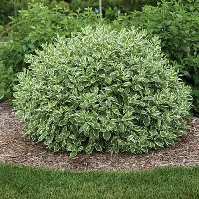 Дерен ЭЛЕГАНТИССИМА белый  Дерен ЭЛЕГАНТИССИМА белый в Кургане