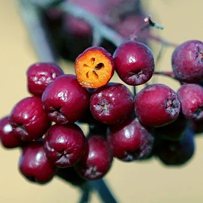 Рябина сладкоплодная  Рябина сладкоплодная в Кургане