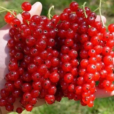 Смородина красная РЕД ПУЛ в Кургане