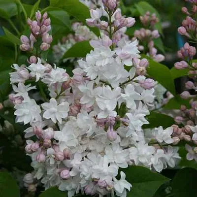 Сирень КРАСАВИЦА МОСКВЫ  Сирень КРАСАВИЦА МОСКВЫ в Кургане