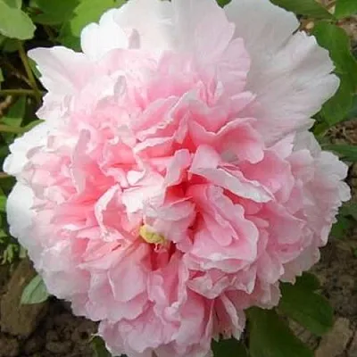 Пион БУКЕТ РОЗОВЫХ ГВОЗДИК древовидный  Пион БУКЕТ РОЗОВЫХ ГВОЗДИК древовидный в Кургане